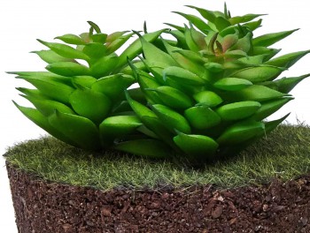 Flores e Plantas