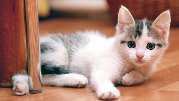 Animal de estimação