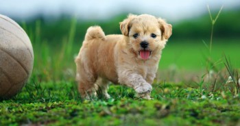 Pets