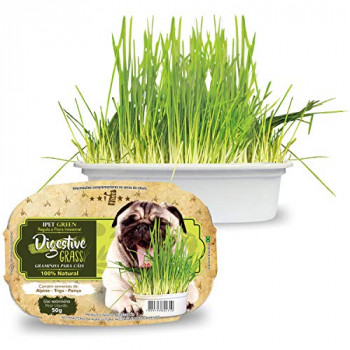 Planta comestível para cães