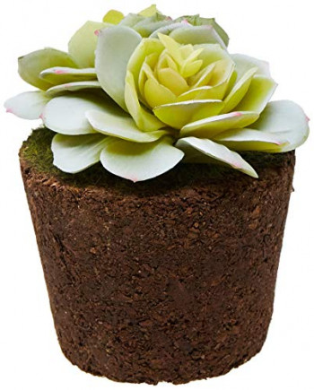 Flores e Plantas