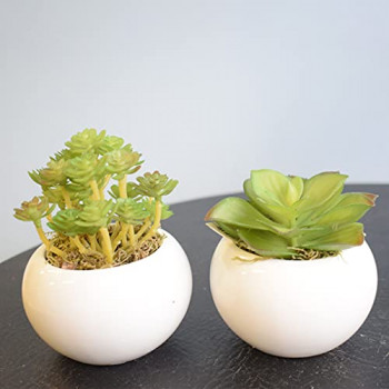 Arranjo de suculentas