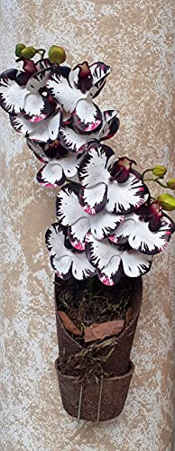 Orquídeas