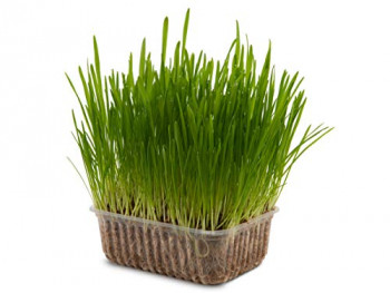 Planta comestível para cães