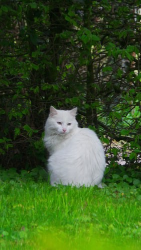 Catnip