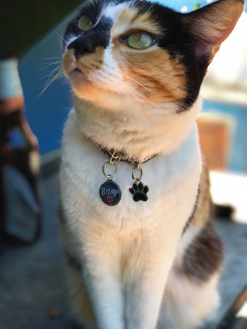 Placa de identificação