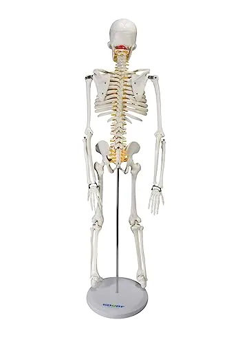 Esqueleto anatômico para o consultório - foto 2