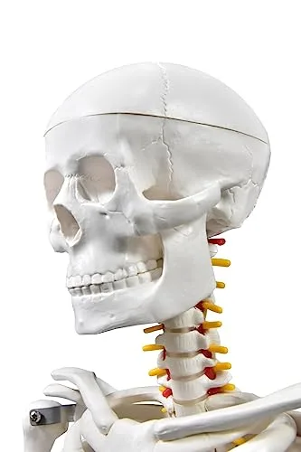 Esqueleto anatômico para o consultório - foto 3