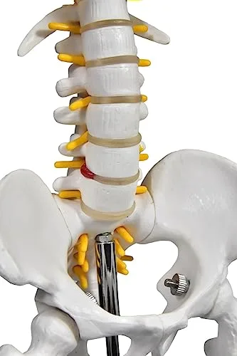 Esqueleto anatômico para o consultório - foto 4