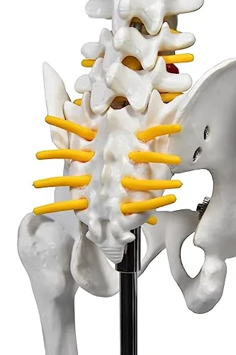 Esqueleto anatômico para o consultório - foto 5