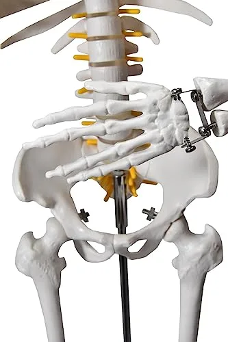 Esqueleto anatômico para o consultório - foto 6