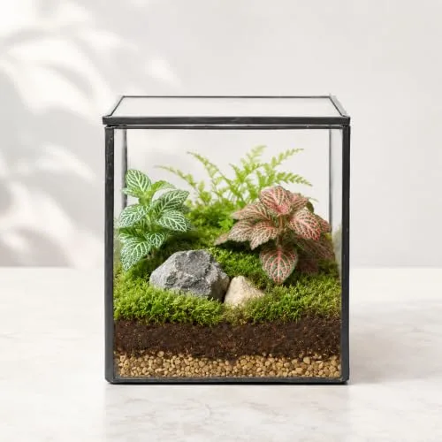 Terrário de vidro geométrico