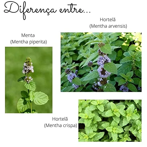 Chá de hortelã orgânico - foto 6