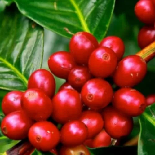 Kit de cafés especiais para degustar - foto 2