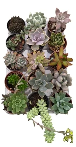 Kit de suculentas naturais