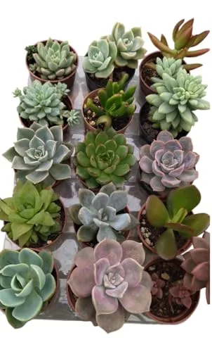 Kit de suculentas naturais - foto 3