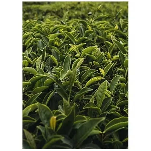 Chá oolong em folhas - foto 4
